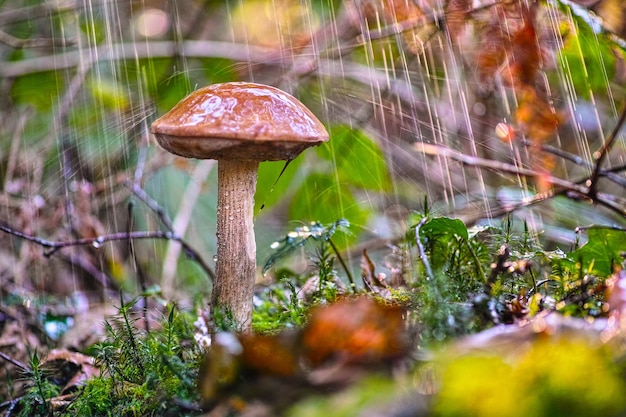 Boletus mushroom in the rain