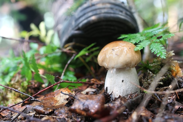 Boletus mushrooming man