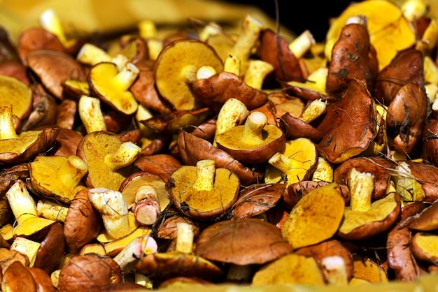 Boletus mushrooms collected in a forest glade