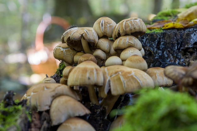 Boletus mushrooms on green moss Selective focus