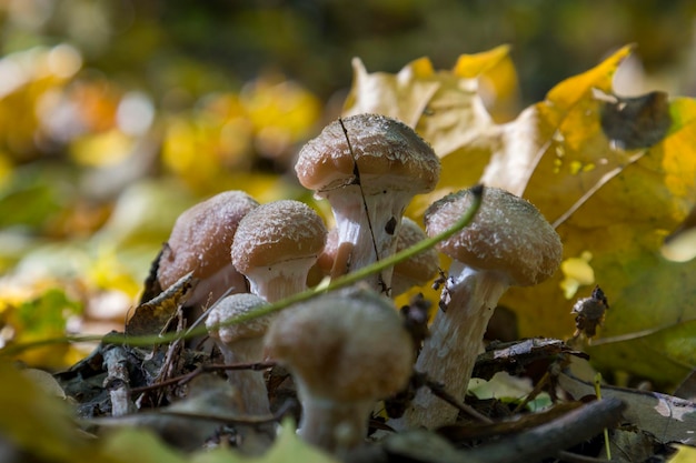 Boletus mushrooms on green moss Selective focus