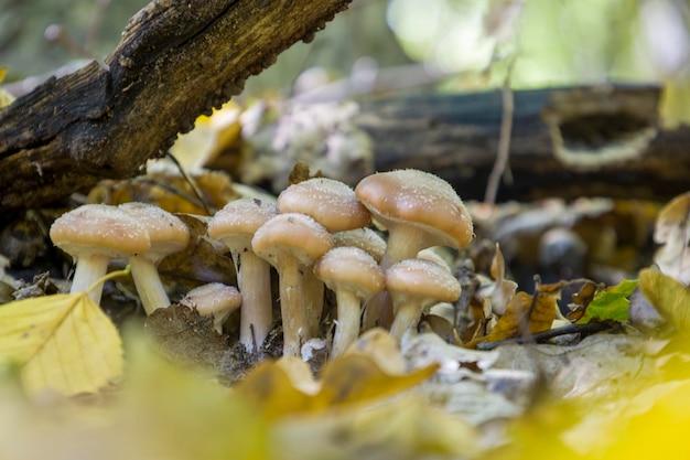 Boletus mushrooms on green moss Selective focus