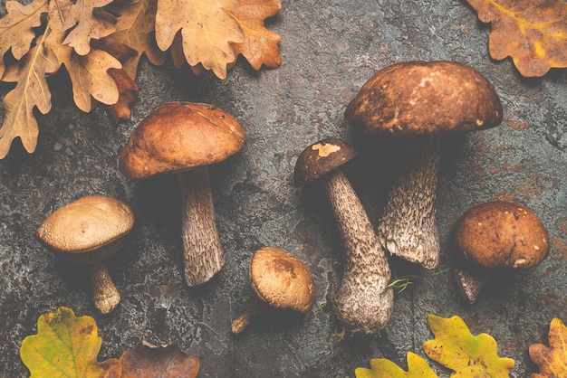 Boletus mushrooms with autumn oak leaves over dark stone background top view autumn background