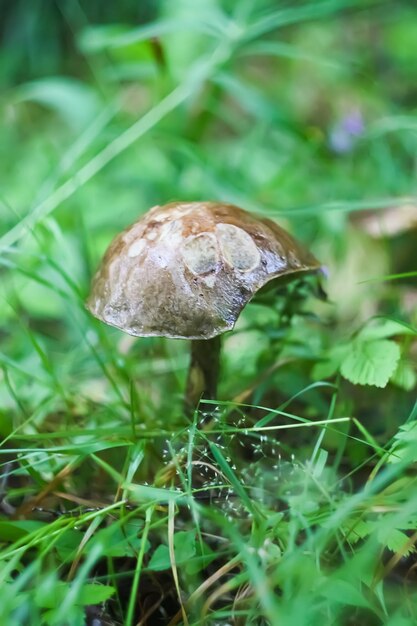 숲에서 자라는 Boletus mushrrom