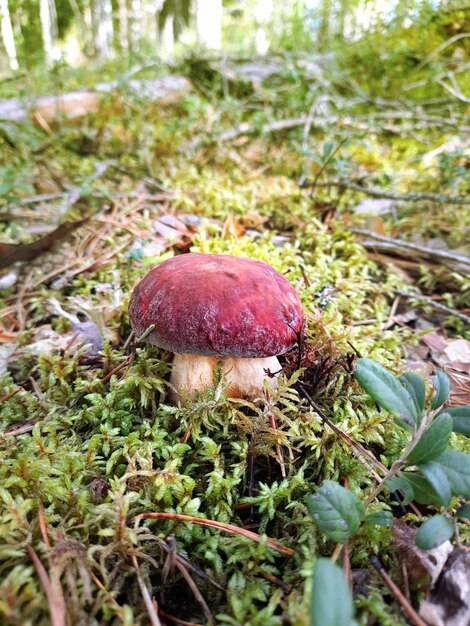 Boletus op het mos