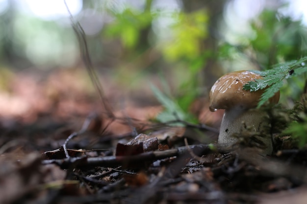 Boletus paddestoel druppel water