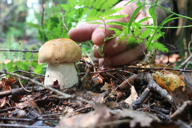 Boletus paddestoel druppel water