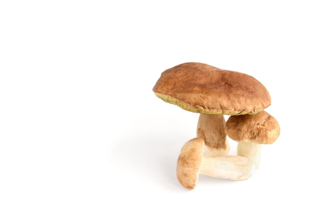 Boletus paddestoelen geïsoleerd op wit