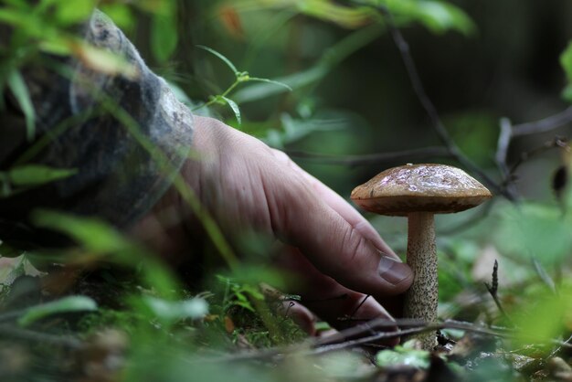 Boletus paddestoelen man