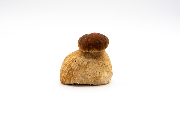 Boletus white mushroom or boletus isolated on white background