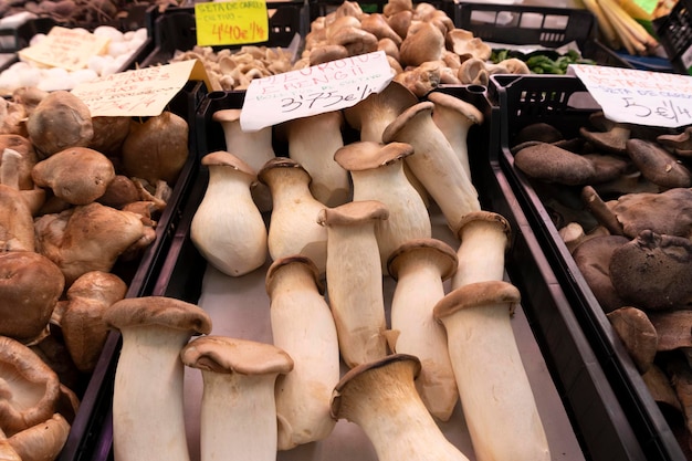 Boletus