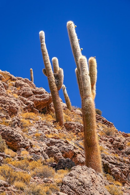 Boliviaanse cactussen op een berghelling