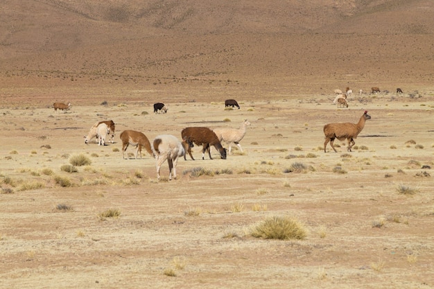 Boliviaanse lama's grazen in de wei