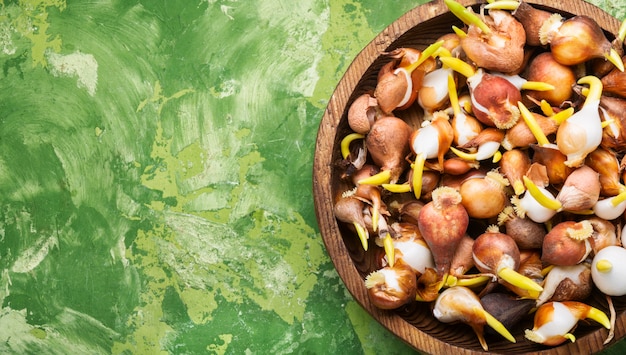 Bollen bloemen