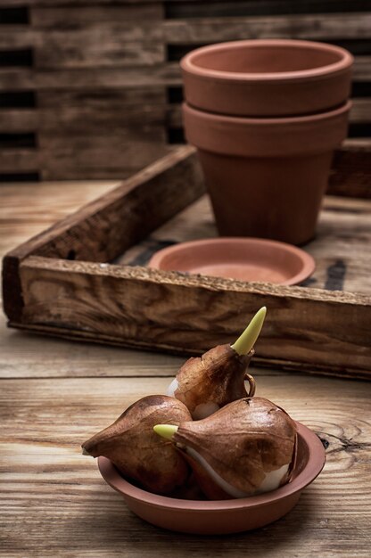 Bollen van tulpen op een achtergrond van keramische potten