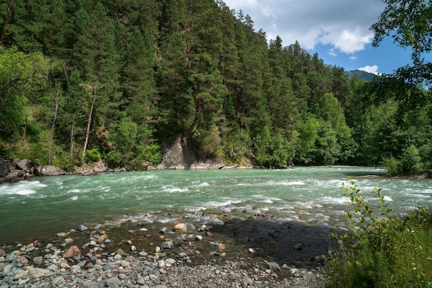 Bolshoy Zelenchuk River near the village of Arkhyz on a summer day Karachay Cherkessia Russia