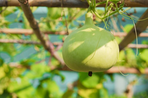 Bolvormige groene kalebas kalebas geplant in de tuin als een wijnstokplant