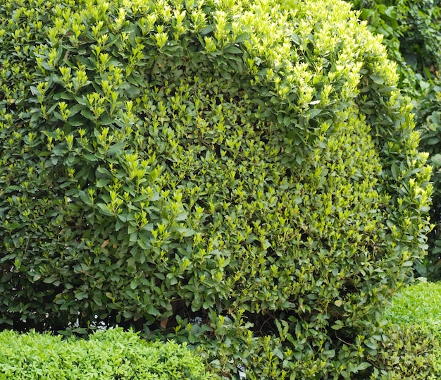 Bolvormige lentestruik met hart in park (natuuroppervlak)