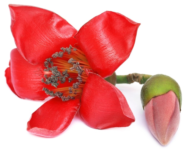 Bombax ceiba or silk cotton flowers over white background