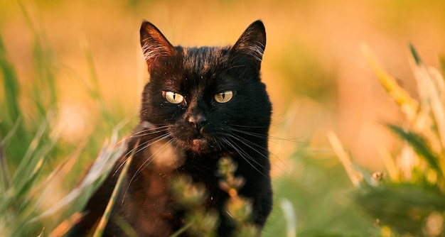 Bombay-kat zit in een grasveld Binnenlandse kat die buiten loopt