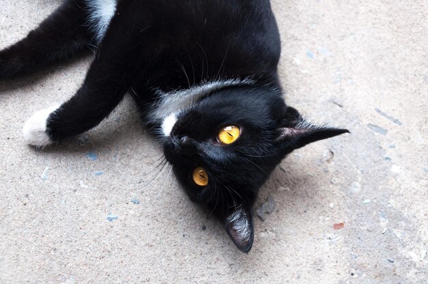 Bombay zwarte kat gele ogen ontspannen op de vloer