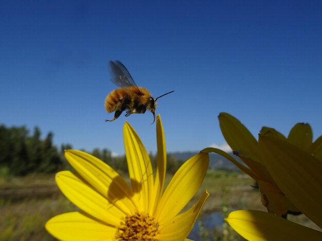 Bombus pascuorum