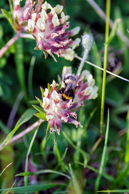 Bombus rustend op een bloem met de bedoeling stuifmeel te verzamelen