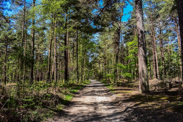 Bomen aan beide zijden van de onverharde weg