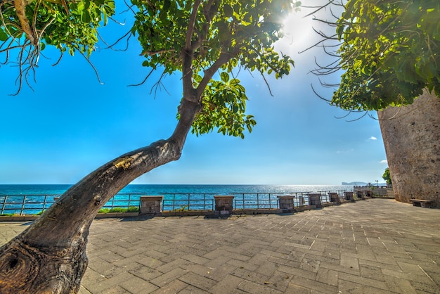 Bomen aan de kust van Alghero