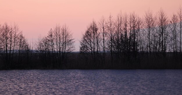 Bomen aan de oever bij zonsondergang op het meer