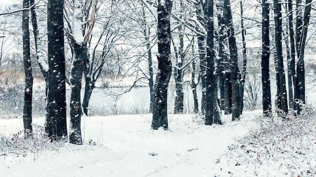 Bomen aan de oever van de rivier in de winter tijdens sneeuwval