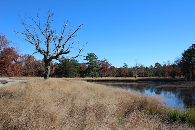 Foto bomen aan de oever van het meer in het bos tegen een heldere blauwe hemel