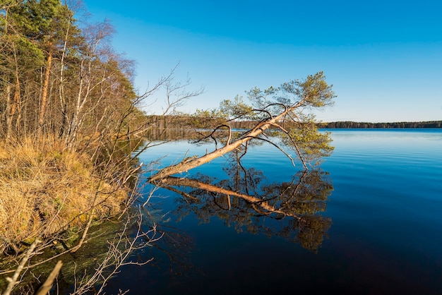 Bomen aan de oever van het meer worden weerspiegeld in het spiegeloppervlak. regio Leningrad.