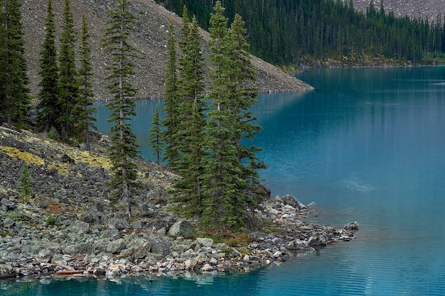 Bomen aan de oever van Moraine Lake in Canada