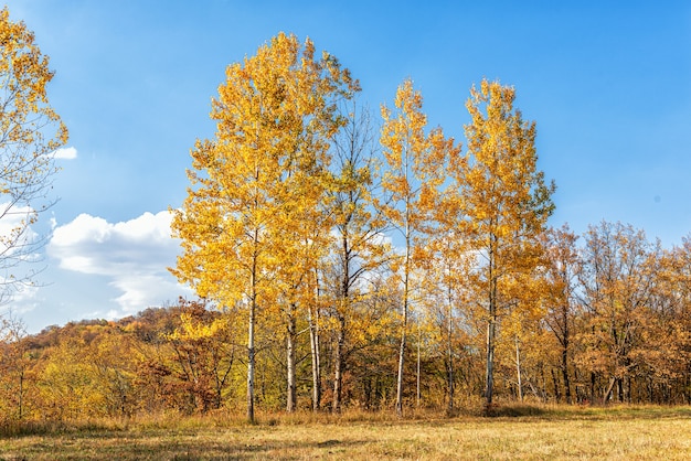 Bomen aan de rand van het bos in de herfst met gouden en paarse bladeren