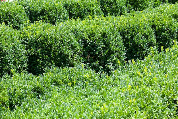 Bomen bedekt met groen blad in de zomer