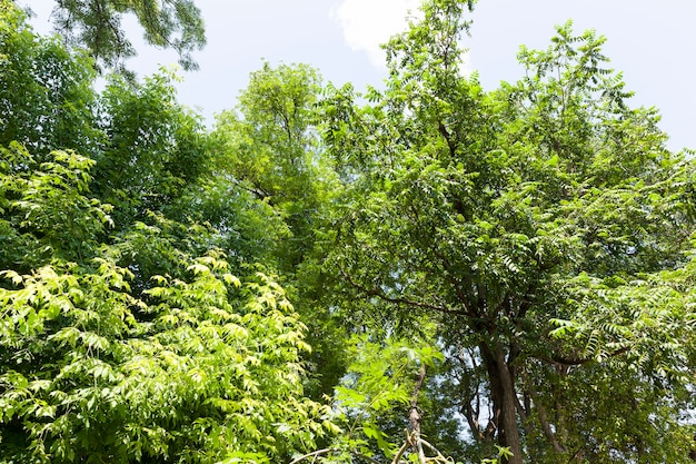 Bomen bedekt met groen blad in de zomer