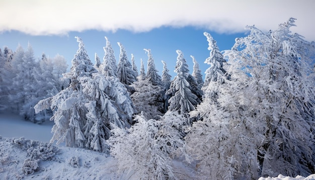 Bomen bedekt met rijm en sneeuw in de bergen