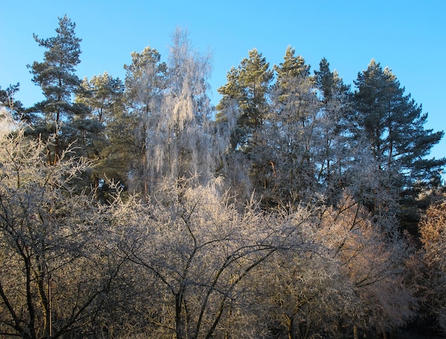 Bomen bedekt met rijm in een zonnige winterdag