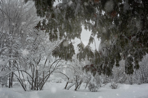 Bomen bedekt met sneeuw in het park. Winterlandschap.