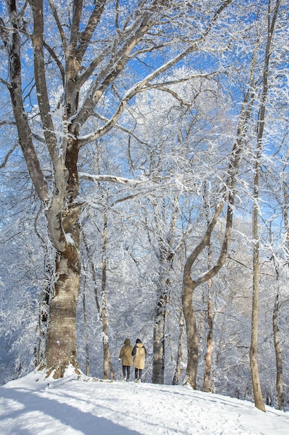 Bomen bedekt met sneeuw in Sabaduri bos, winterlandschap. Georgië