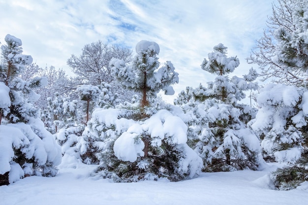 Bomen bedekt met sneeuw op zonnige dag