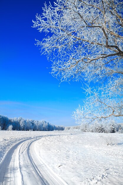 Bomen bedekt met sneeuw tegen de lucht