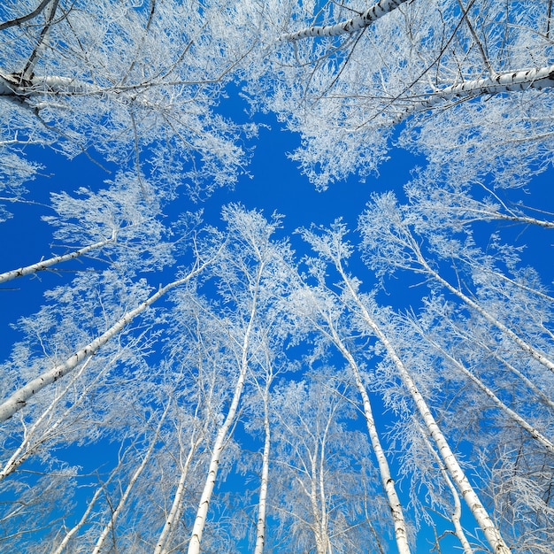 Bomen bedekt met sneeuw tegen de lucht