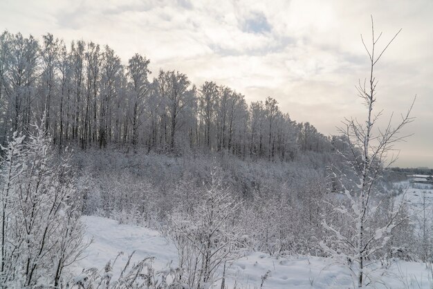 Bomen bedekt met sneeuw. Winterlandschap. Regio Leningrad.
