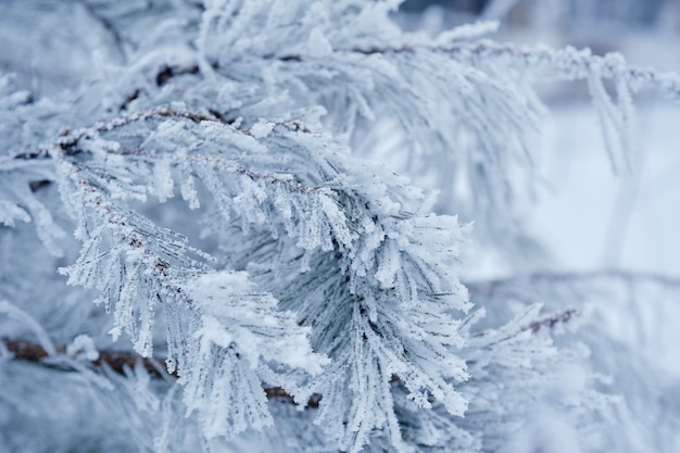 Bomen bedekt met witte sneeuw