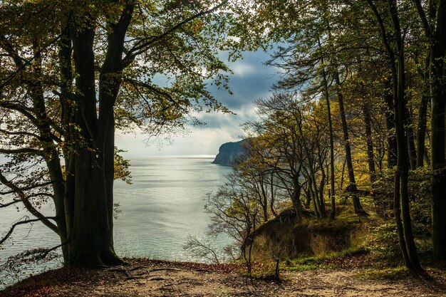 Foto bomen bij de zee tegen de lucht in het bos