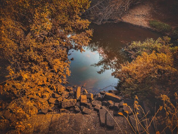 Foto bomen bij het meer in de herfst