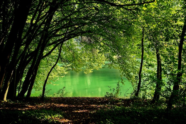Bomen bij het meer in het bos