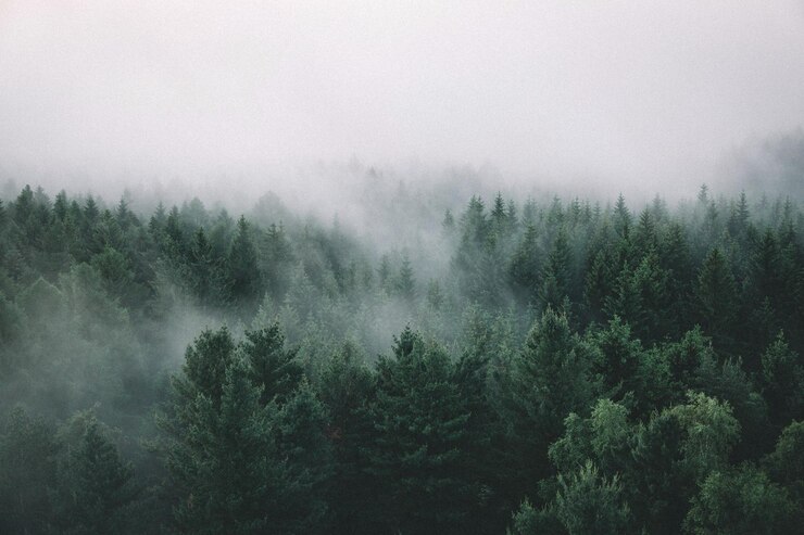 Foto bomen bij mistig weer